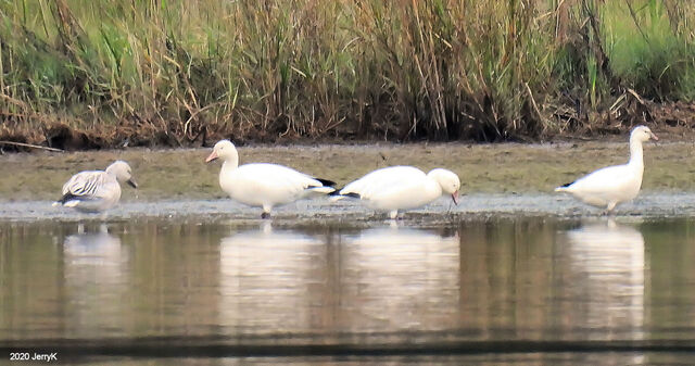 Snow Goose