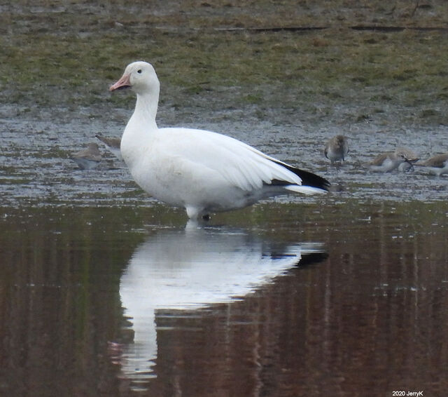 Snow Goose