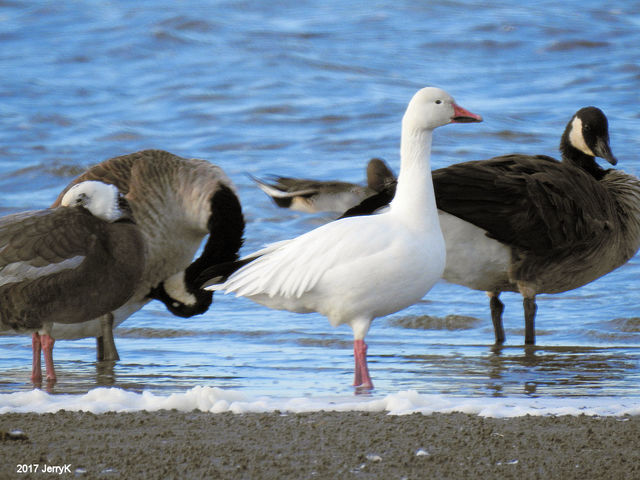 Snow Goose