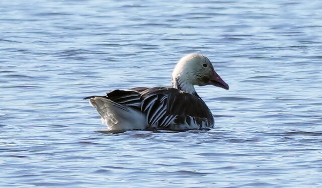 Snow Goose