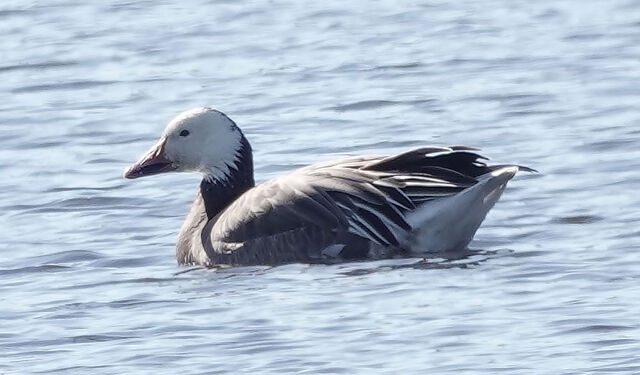 Snow Goose