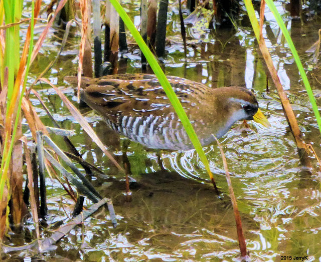 carolina bird club photo gallery carolina bird club photo gallery