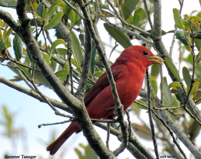 Summer Tanager