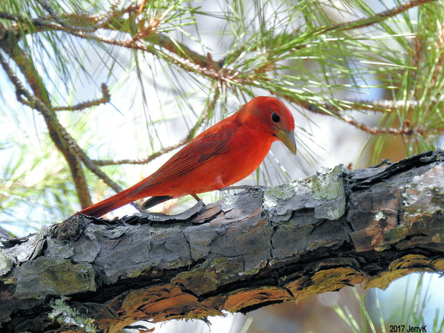 Summer Tanager