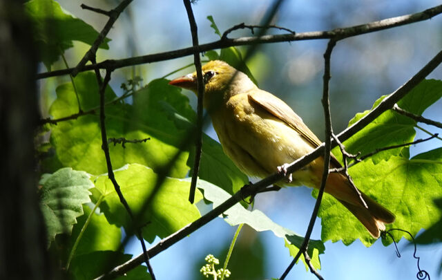 Summer Tanager
