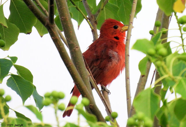 Summer Tanager