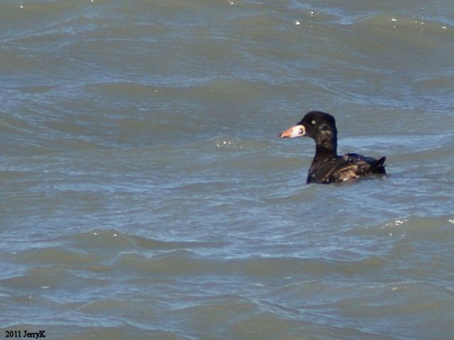 Surf Scoter