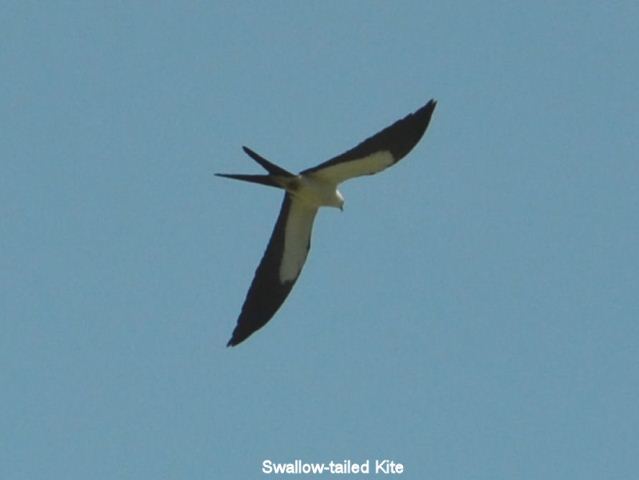 Swallow-tailed Kite