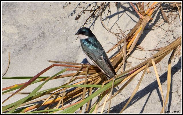 Tree Swallow