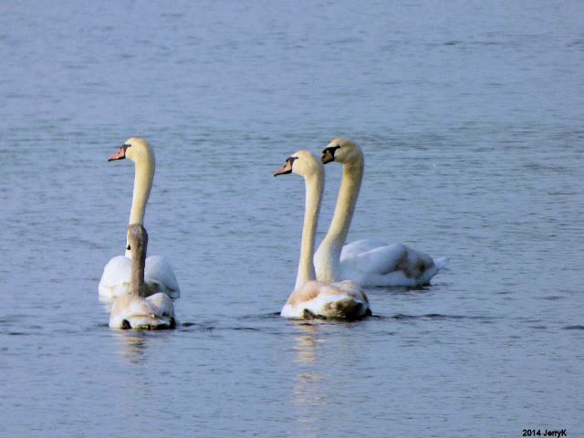 Tundra Swan with Mute Swans