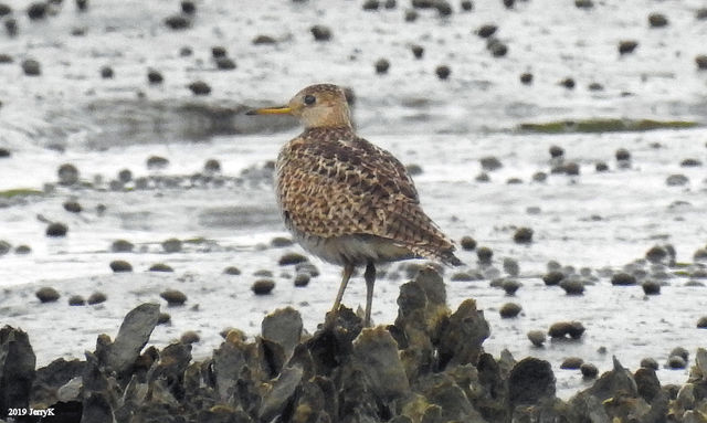 Upland Sandpiper