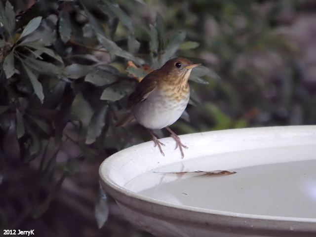 Veery