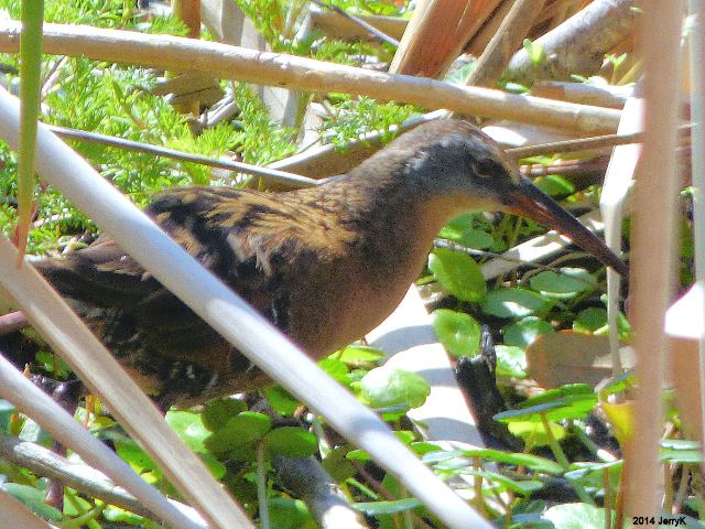 Virginia Rail