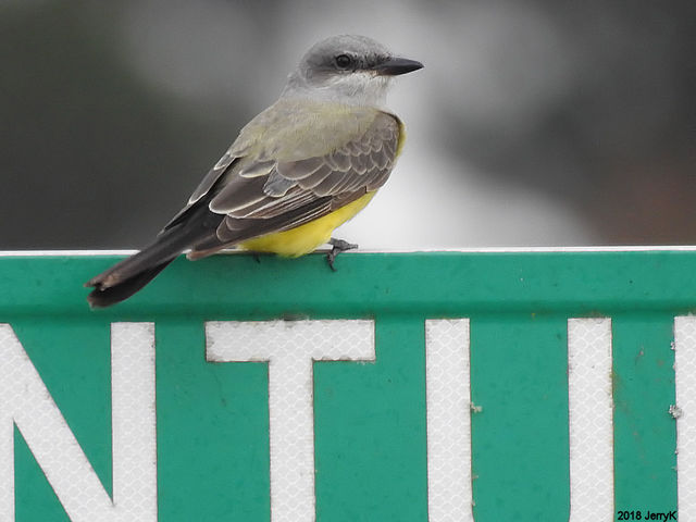 Western Kingbird