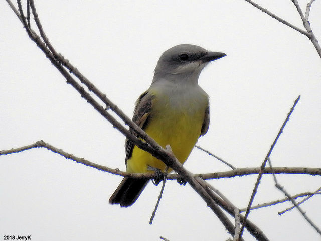 Western Kingbird