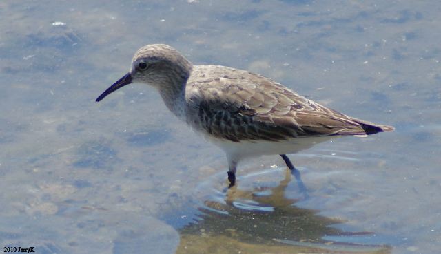 Western Sandpiper
