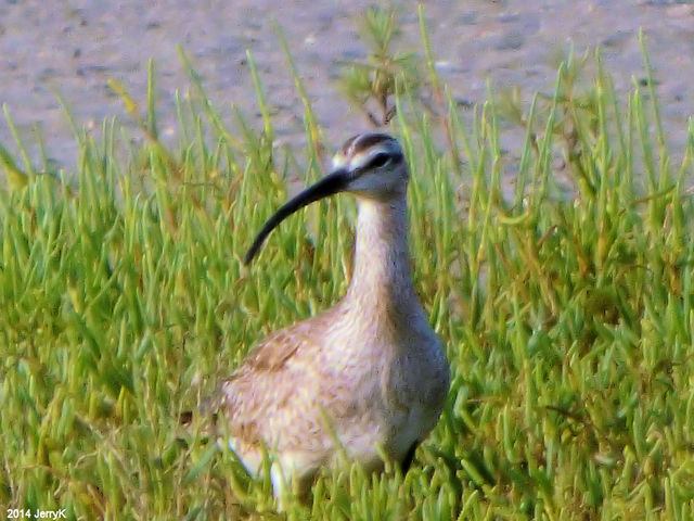 Whimbrel