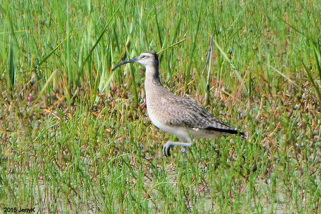 Whimbrel