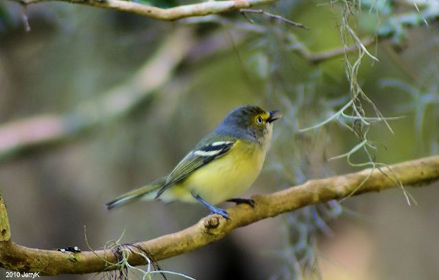 White-eyed Vireo