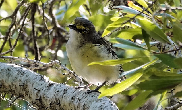 White-eyed Vireo