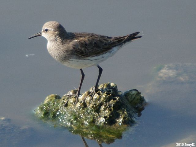 White-rumped Sandpiper