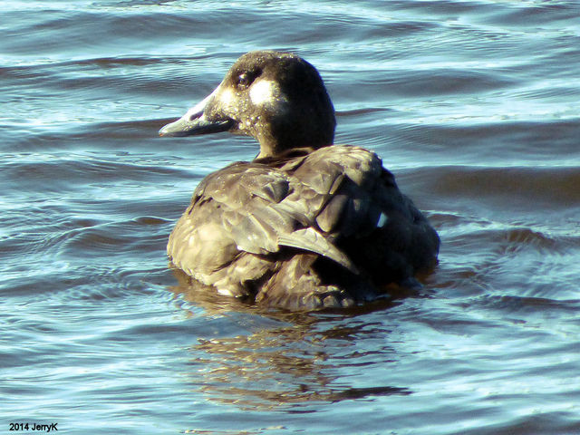 White-winged Scoter