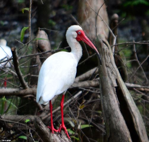 White Ibis
