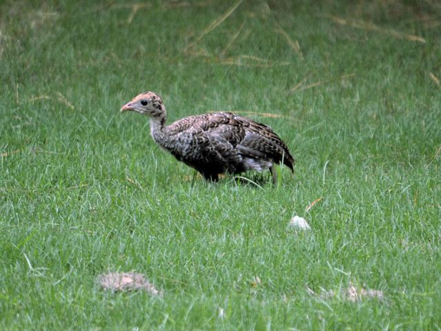 Wild Turkey