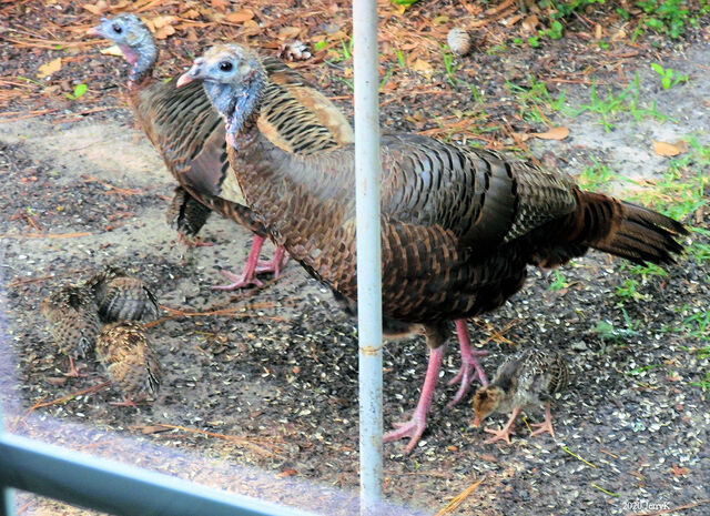 Wild Turkey