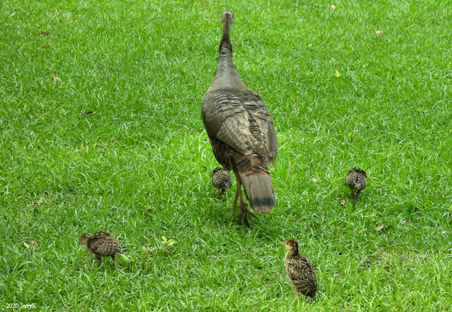 Wild Turkey