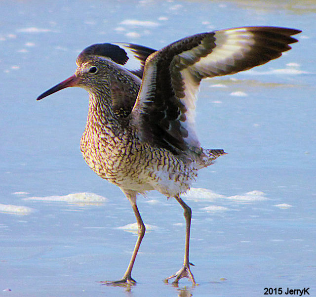 Willet