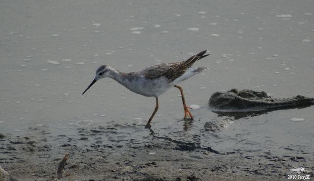 Wilson's Phalarope