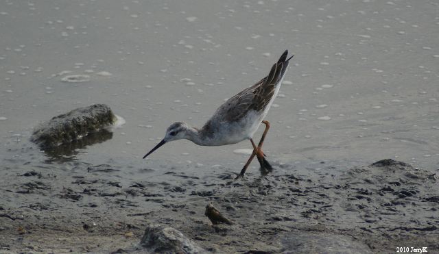 Wilson's Phalarope