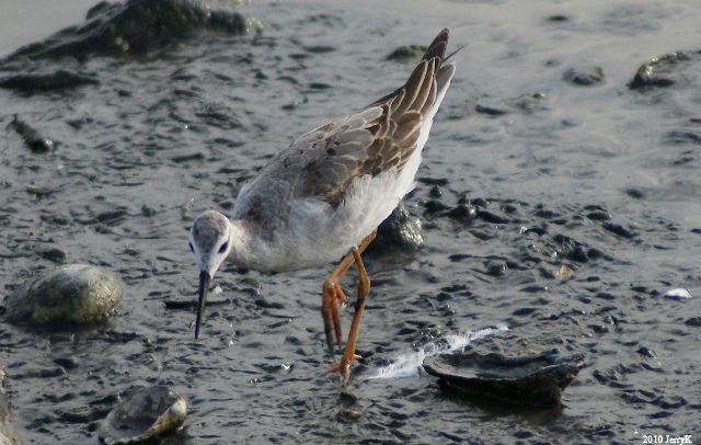 Wilson's Phalarope
