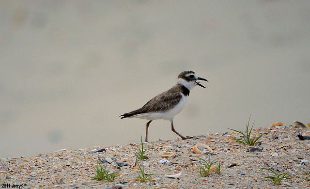 Wilson's Plover