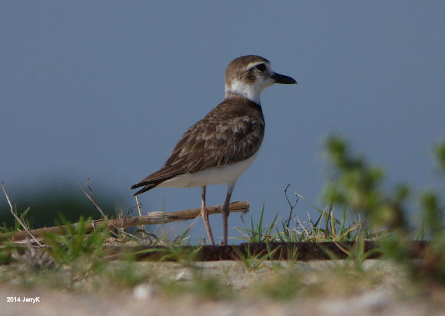 Wilson's Plover