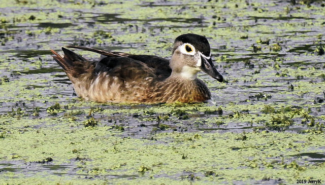 Wood Duck