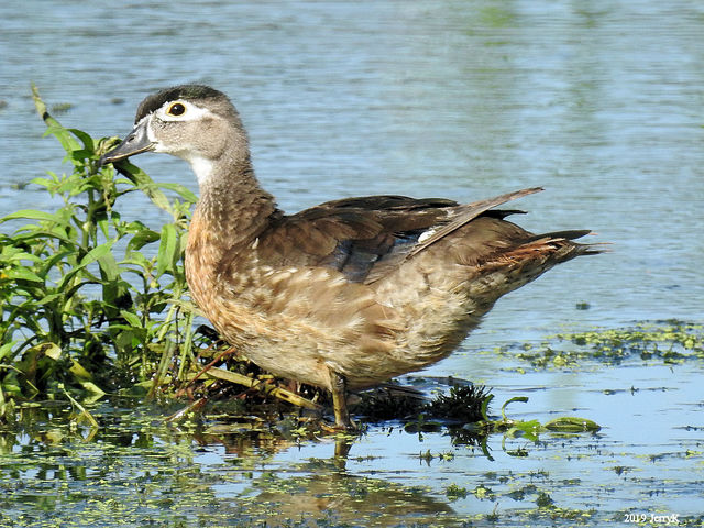 Wood Duck