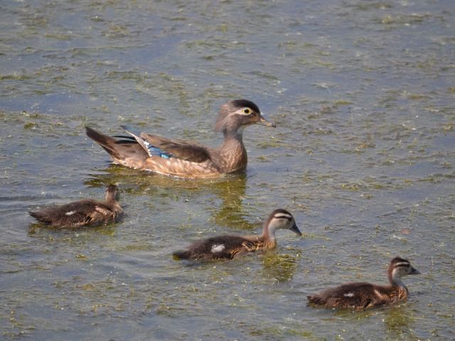 Wood Duck