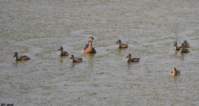 Wood Duck