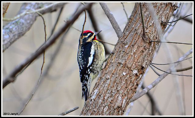 Yellow-bellied Sapsucker
