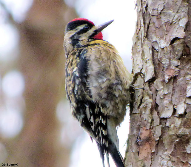 Yellow-bellied Sapsucker