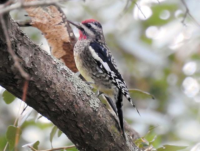 Yellow-bellied Sapsucker