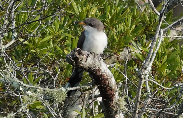 Yellow-billed Cuckoo