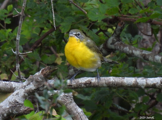 Yellow-breasted Chat