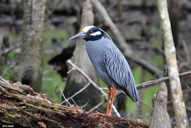 Yellow-crowned Night-Heron