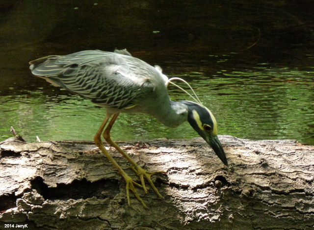 Yellow-crowned Night-Heron
