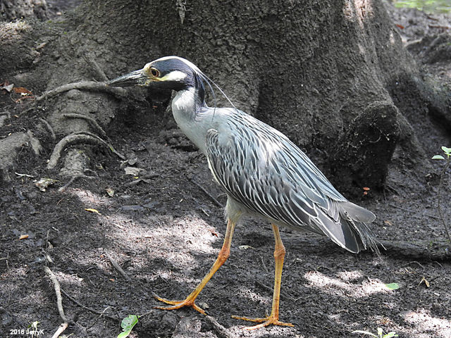 Yellow-crowned Night-Heron