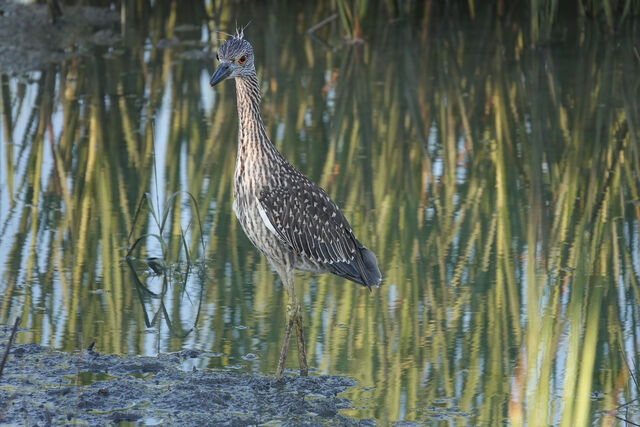 Yellow-crowned Night Heron