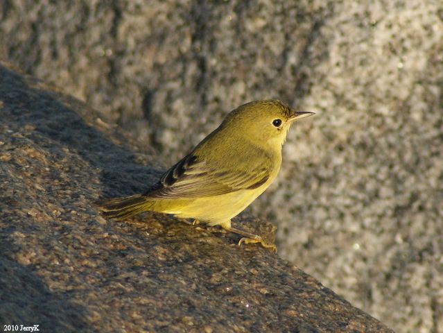 Yellow Warbler